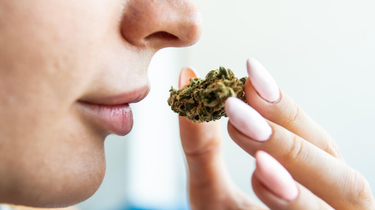 Cannabis Odors