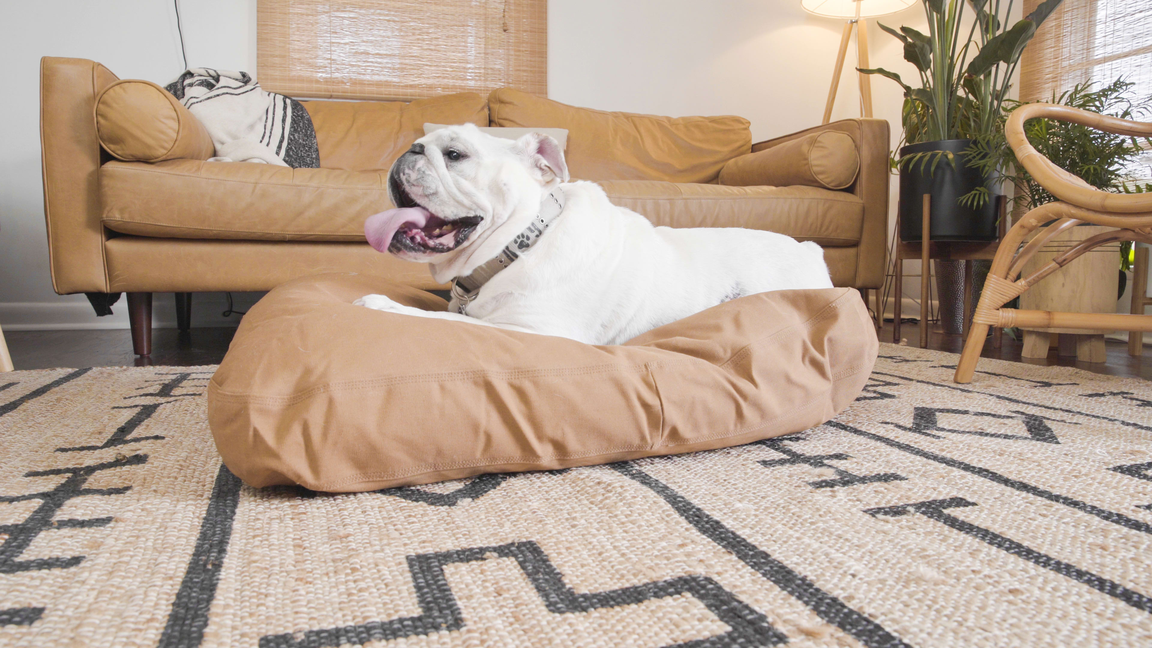 How to Get Rid of Dog Smells stuck in your Couch with OdorXit Eliminator Concentrate