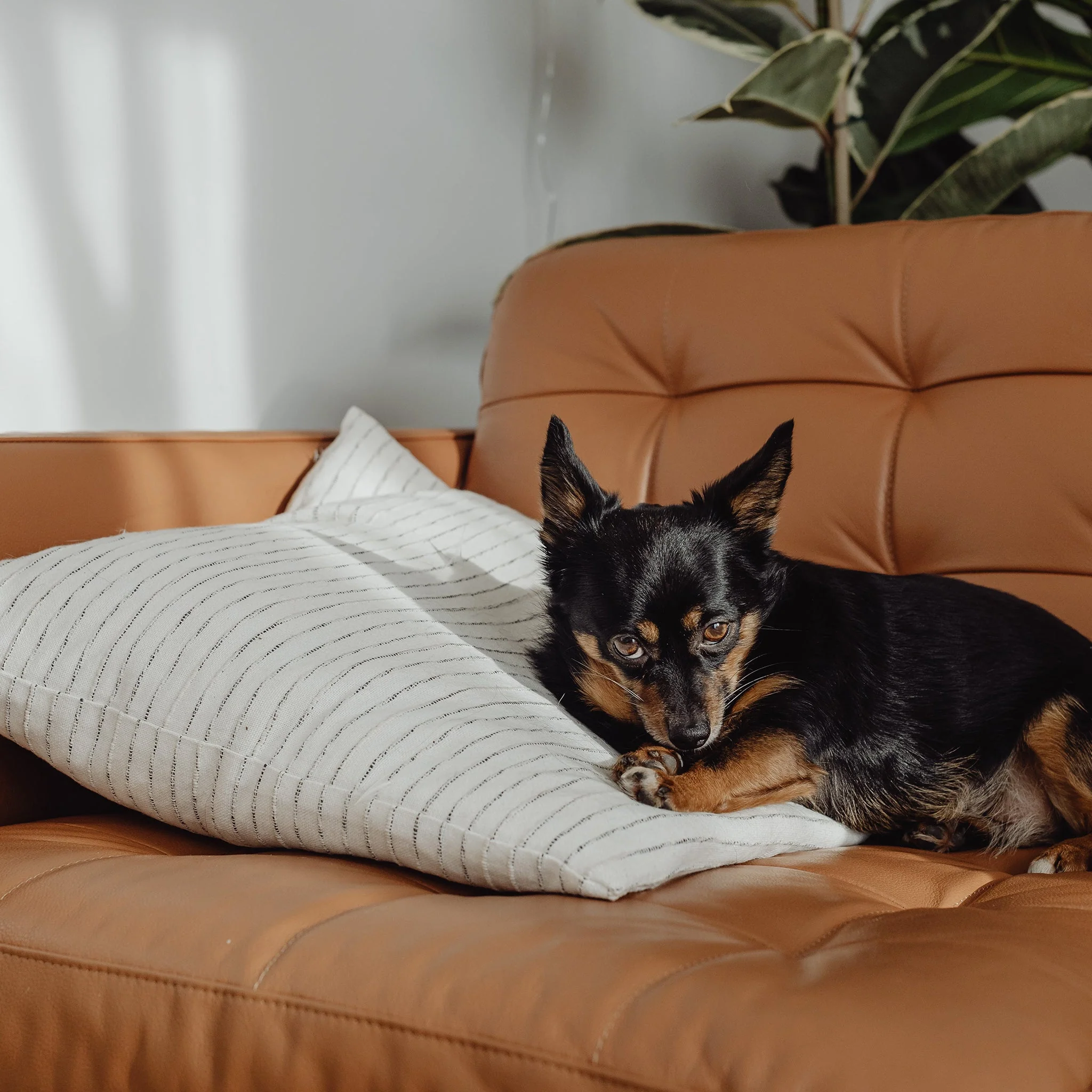 How to Get Rid of Dog Smells stuck in your Couch with OdorXit Eliminator Concentrate