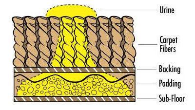 Apply OdorXit Eliminator To The Area