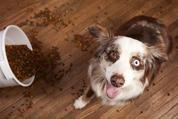 OdorXit Eliminates Hardwood Floor Odors