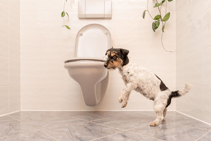 OdorXit Eliminates Dog Odors