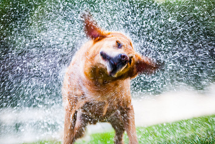 OdorXit Eliminates Dog Odors