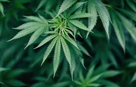 How to Remove Cannabis Odors with OdorXit Eliminator Concentrate